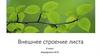 Внешнее строение листа
