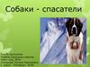 Собаки - спасатели