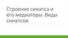 Строение синапса и его медиаторы. Виды синапсов