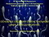 Основные сведения о менстуальном цикле. Оплодотворение
