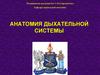 Анатомия дыхательной системы