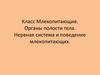 Класс Млекопитающие. Органы полости тела. Нервная система и поведение млекопитающих