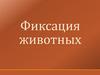 Фиксация животных