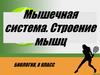 Мышечная система. Строение мышц. Биология, 8 класс