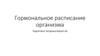 Гормональное расписание организма