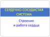 Сердечно-сосудистая система. Строение и работа сердца