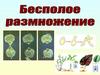 Бесполое размножение