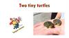Two tiny turtles