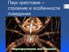 Паук крестовик – строение и особенности поведения