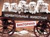 Викторина "Удивительные животные"