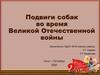 Подвиги собак во время Великой Отечественной войны