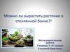 Можно ли вырастить растение в стеклянной банке?!
