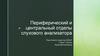 Периферический и центральный отделы слухового анализатора