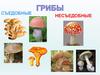 Съедобные и несъедобные грибы