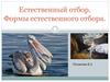 Естественный отбор. Формы естественного отбора
