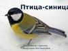 Птица-синица