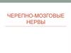 Черепно-мозговые нервы