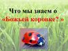 Что мы знаем о «Божьей коровке?»