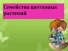 Семейства цветковых растений