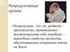 Репродуктивные органы
