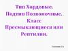 Тип Хордовые. Класс Пресмыкающиеся