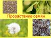 Прорастание семян. Рост и развитие растений