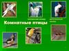 Комнатные птицы