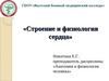 Строение и физиология сердца