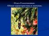 Отдел Голосеменные. Общая характеристика и значение