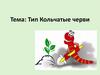 Тип кольчатые черви