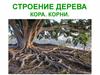 Строение дерева. Кора. Корни