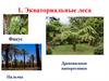 Экваториальные леса