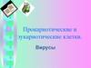Прокариотические и эукариотические клетки. Вирусы