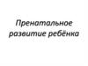 Пренатальное развитие ребёнка
