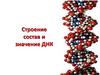 Строение состав и значение ДНК