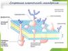 Транспорт веществ через мембрану