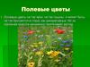 Полевые цветы