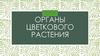Органы цветкового растения