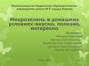 Микрозелень в домашних условиях-вкусно, полезно, интересно
