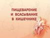 Пищеварение и всасывание в кишечнике в кишечнике