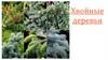 Хвойные деревья