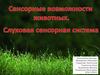 Сенсорные возможности животных. Слух