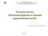 Спланхнология. Анатомия верхних и нижних дыхательных путей