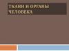 Ткани и органы человека