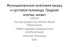 Функциональная анатомия мышц и суставов туловища. Грудная клетка, живот
