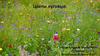 Цветы луговые