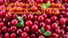 Создание ягодной провинции на территории Ханты–Мансийского автономного округа - Югры