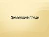 Зимующие птицы