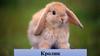 Породы кроликов