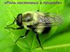 «Роль насекомых в природе»